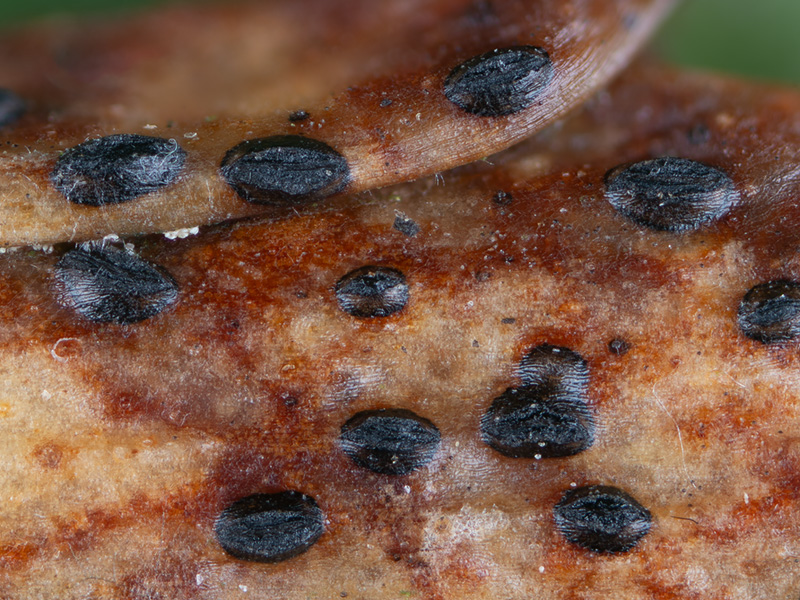 Terriera cladophila Terriera cladophila